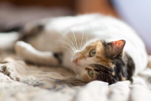 おならの臭いを改善するための効果的な方法は？