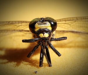 便秘薬飲みすぎによる副作用とその対処法は？