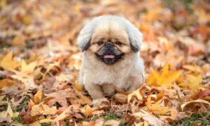 おならが臭い原因と腸内環境を改善する方法は？