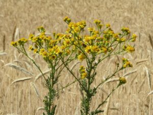 おなら臭いを解消するための効果的な解消法は？