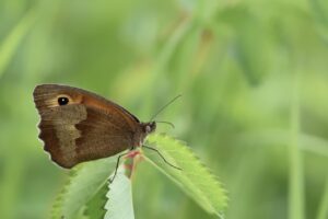 アトピーの腸内フローラ改善に効果的な食生活とは？