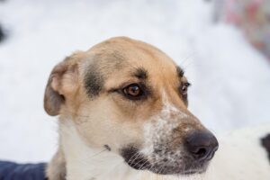 乳酸菌サプリのおすすめ商品はどれですか？