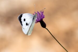 花粉症に対する腸内環境改善の効果はどのようなものか？