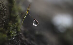 シンバイオティクスに最適な食事の組み合わせ例は？